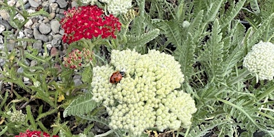 Hauptbild für Invite The Good Bugs To Your Garden
