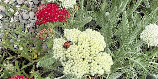 Primaire afbeelding van Invite The Good Bugs To Your Garden