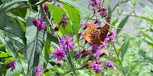 Butterflies of Delaware & Sullivan Counties