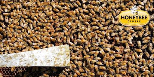 Primaire afbeelding van Get Your Hive Tool Dirty