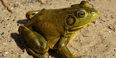 Primaire afbeelding van Bullfrogs and Biodiversity