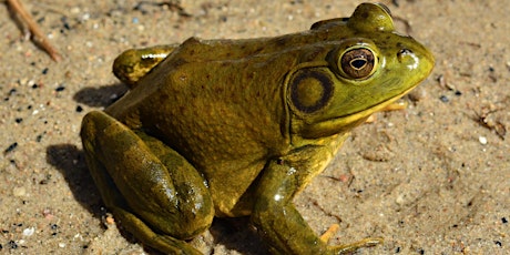 Bullfrogs and Biodiversity