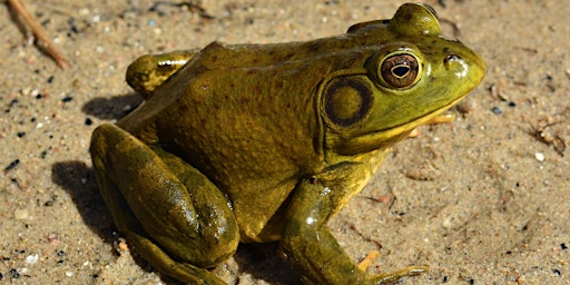 Bullfrogs and Biodiversity  primärbild