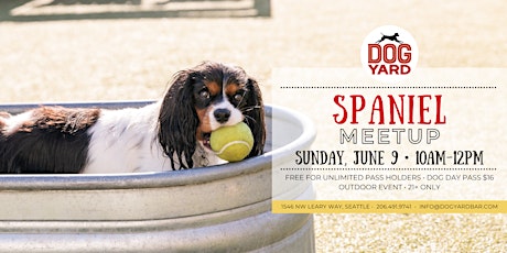 Spaniel Meetup at the Dog Yard Bar - Sunday, June 9