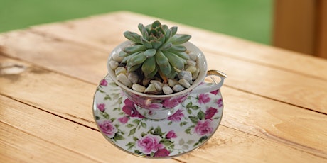 Workshop: Create Your Own Teacup Succulent Arrangement