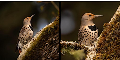 Willamette Valley Bird Slide Show