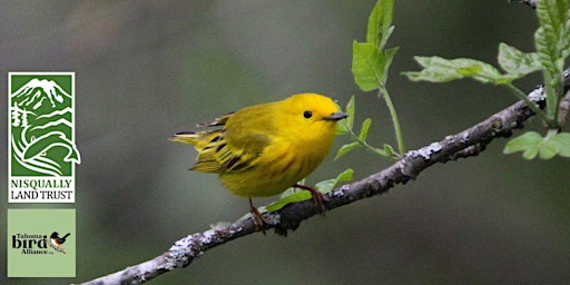 Immagine principale di Anderson Island Bird Walk with Tahoma Bird Alliance 