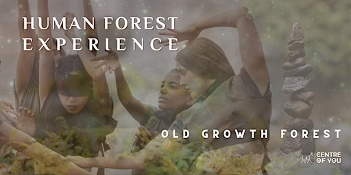 Imagem principal do evento Human Forest - Old Growth Forest. An Experience of Regenerative Touch.