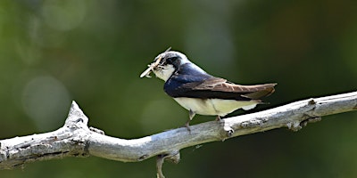 Primaire afbeelding van Green Lake Park Bird Outing - Apr 2024