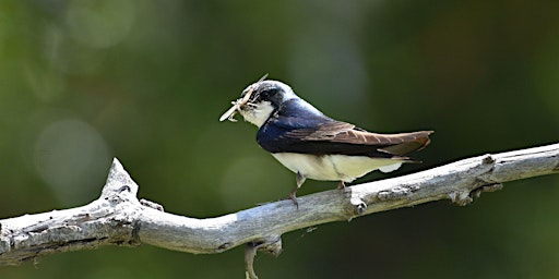 Imagem principal de Green Lake Park Bird Outing - Apr 2024