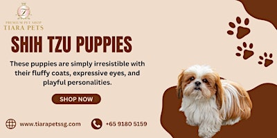 Shih Tzu Puppies for Sale Singapore primary image