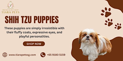 Shih Tzu Puppies for Sale Singapore  primärbild