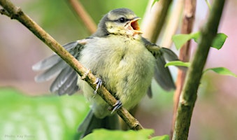 Primaire afbeelding van KHT Natural History Project: Dawn Chorus Bird Walk