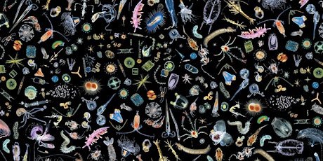 [COMPLET] L'Institut de Ciències del Mar acull l'exposició de Plankton Planet - 5 d’octubre