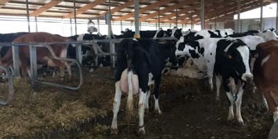 Segnali dalla vacca: Come aumentare la produzione di latte - Parma 16/09/2020