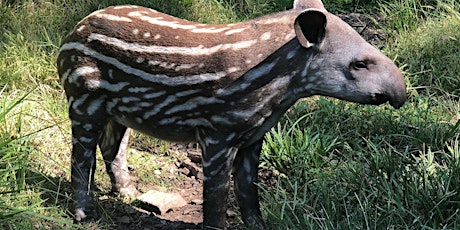 1re Foro: Tucumán Unido por el Tapir