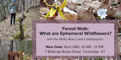 Imagem principal do evento Forest Walk: What are Ephemeral Wildflowers?