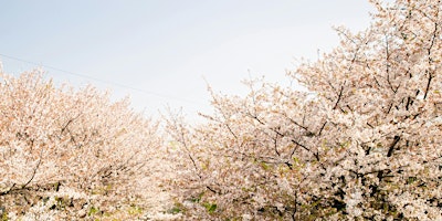 Hauptbild für Shinrin Yoku Sounds