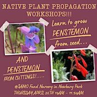 Hauptbild für Penstemon Propagation Workshop - Volunteer Nursery Event