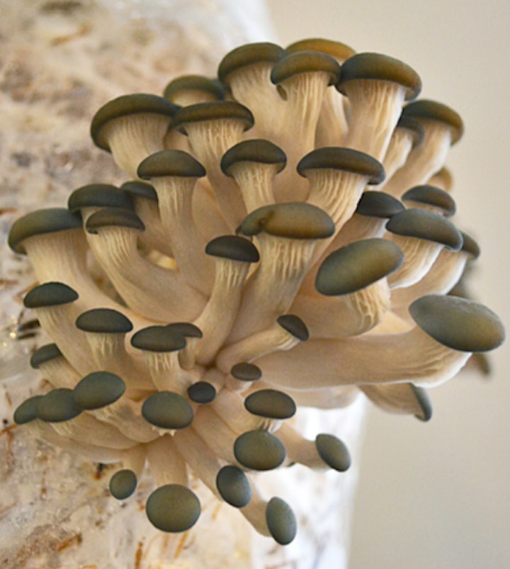 Afbeelding van Growing Mushrooms Workshop