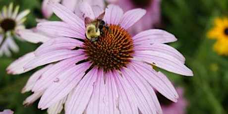 Community Native Plant Restoration Day