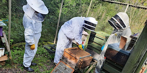 Practical introduction to beekeeping with TBKA primary image