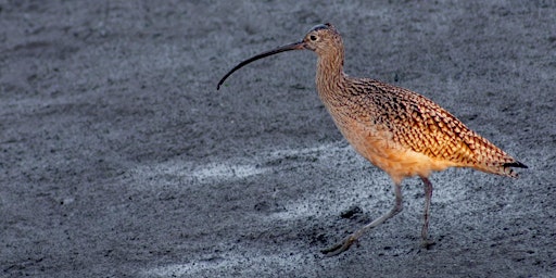 Migratory Bird Day at the Elkhorn Slough Reserve  primärbild