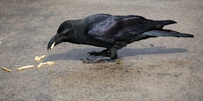 Image principale de Crow Walk