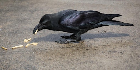 Crow Walk