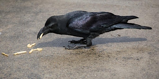 Crow Walk  primärbild