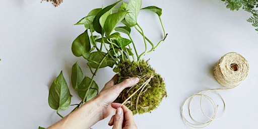 Kokedama Ball Making Workshop primary image