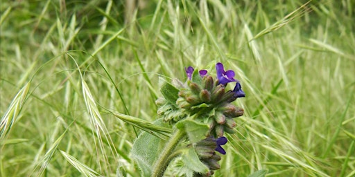 Immagine principale di Wildkräuterwanderung am Schäfersee 