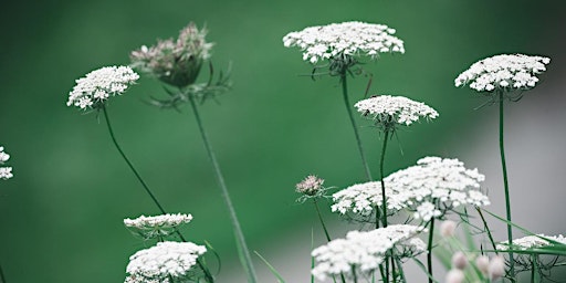 Image principale de Spectacle "Fleur de Carotte"