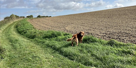 Festival Walk 9 - Circular Dog friendly Walk in the Wolds (9 miles)