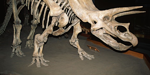 Imagem principal de Evento Online Dedicato Alla Paleontologia