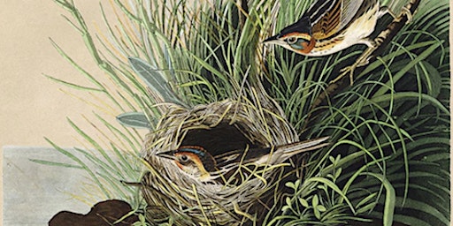 Sortie oiseaux dans les marais primary image