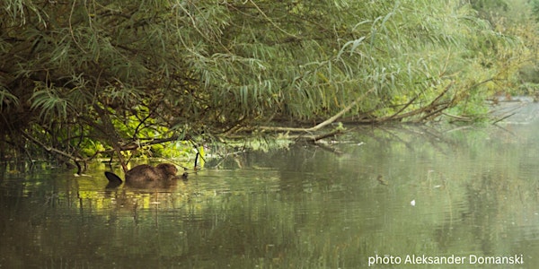 A Beaver's Tale: Beavers around Batheaston