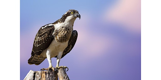 Global Big Day Morning Bird Count primary image