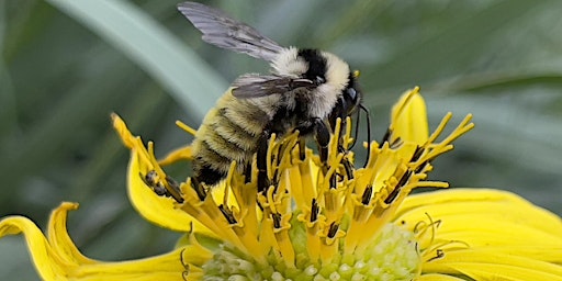 Hauptbild für Planting For Pollinators: Creating A Garden To Feel Good About