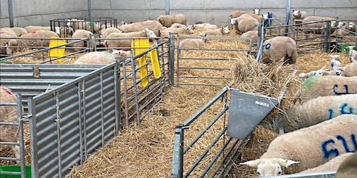 Imagem principal do evento Lambing Experience
