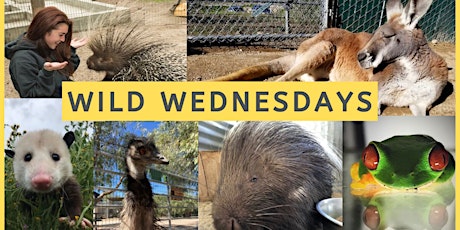 Wild Wednesdays @ Animal Tracks primary image