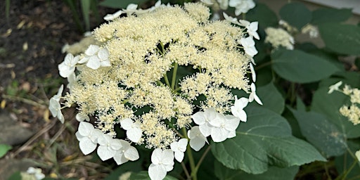 Primaire afbeelding van Hydrangeas for Delaware – Michele Walfred