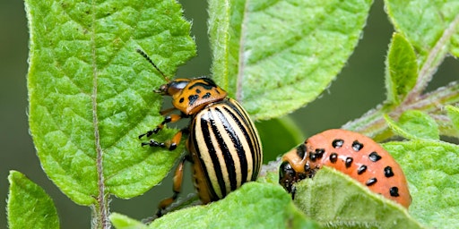 Hauptbild für Integrated Pest Management (IPM) – Scott Freedman