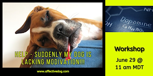 Image principale de Help - suddenly my dog is lacking motivation!!!