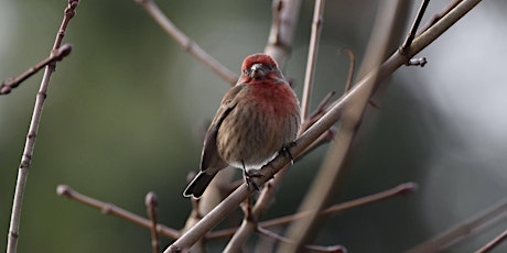 Rainier Beach Urban Farm and Wetland  Bird Outing - May 5 2024