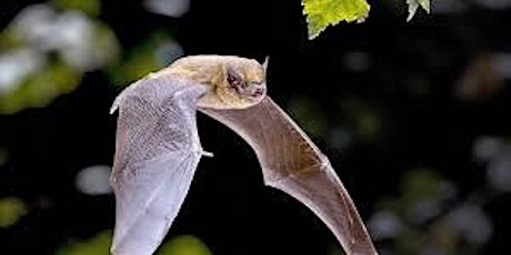 A Bat Talk by  local bat expert - about the bat species living  locally