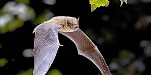 A Bat Talk by  local bat expert - about the bat species living  locally primary image