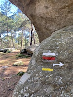 Balade inoubliable à Fontainebleau entre la forêt et le château primary image