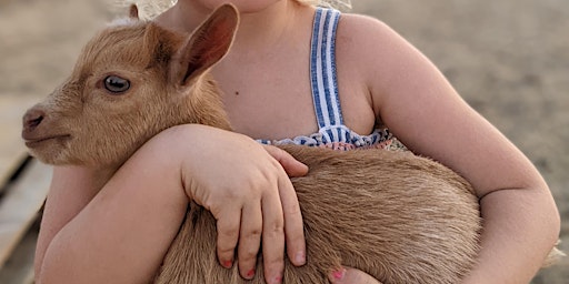 Primaire afbeelding van Baby Goat Golden Hour