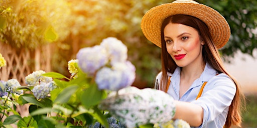 Primaire afbeelding van Hydrangea 101